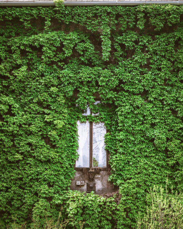 Photo d'une maison dont la façade est entièrement recouverte de végétation à l'exception d'une fenêtre