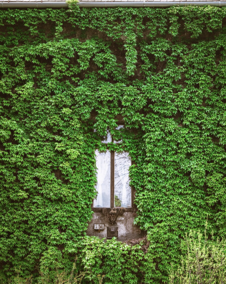 Tous les bienfaits d’une façade végétale en copropriété